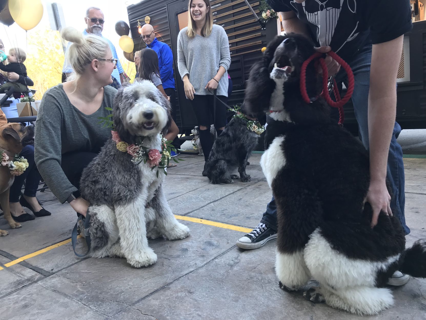 Dog Wedding